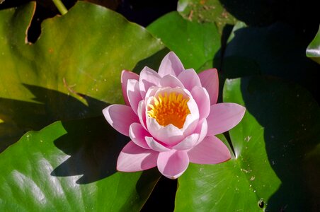 Sheet nature lotus