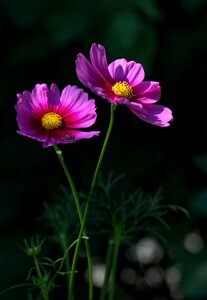 Pair two plant