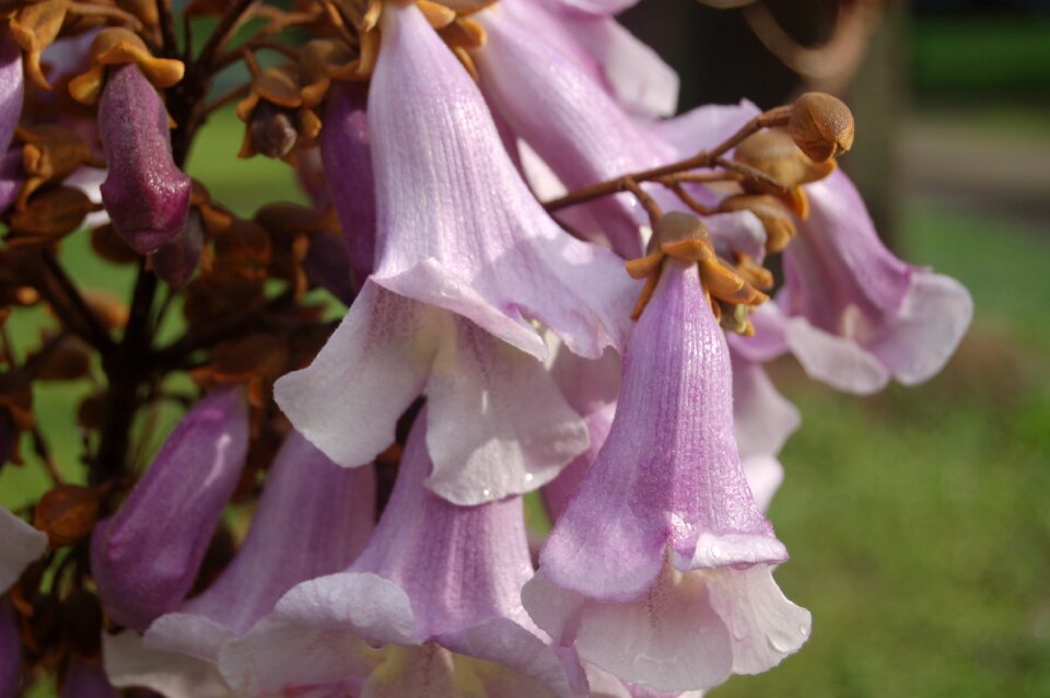 Bloom spring floral