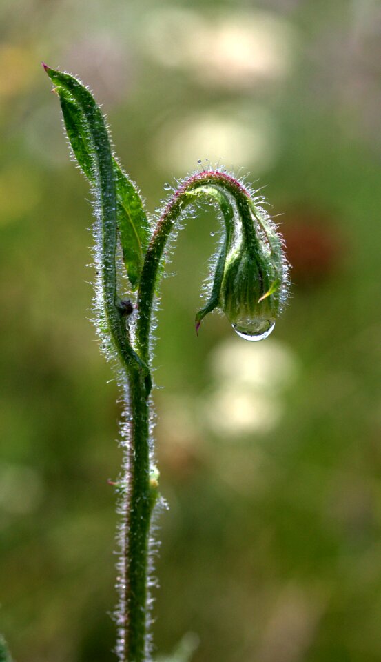 Drops water plant