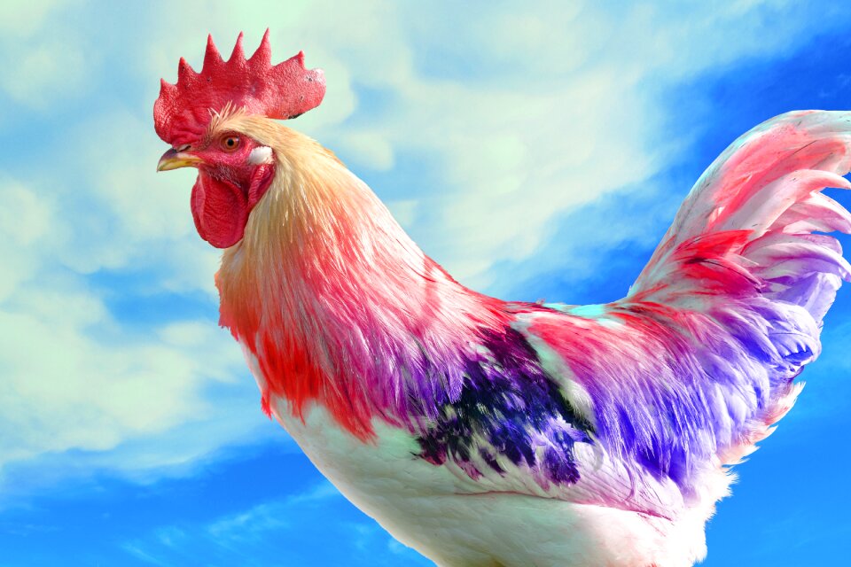 Poultry nature feather