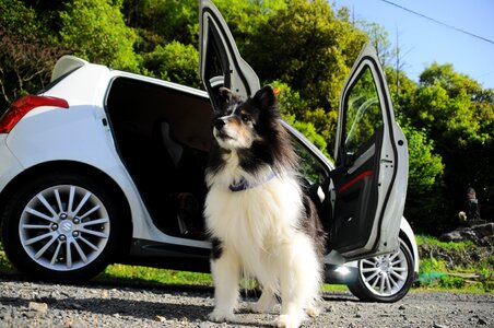 Dog car the magnificent