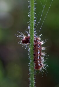 Drops brown plant