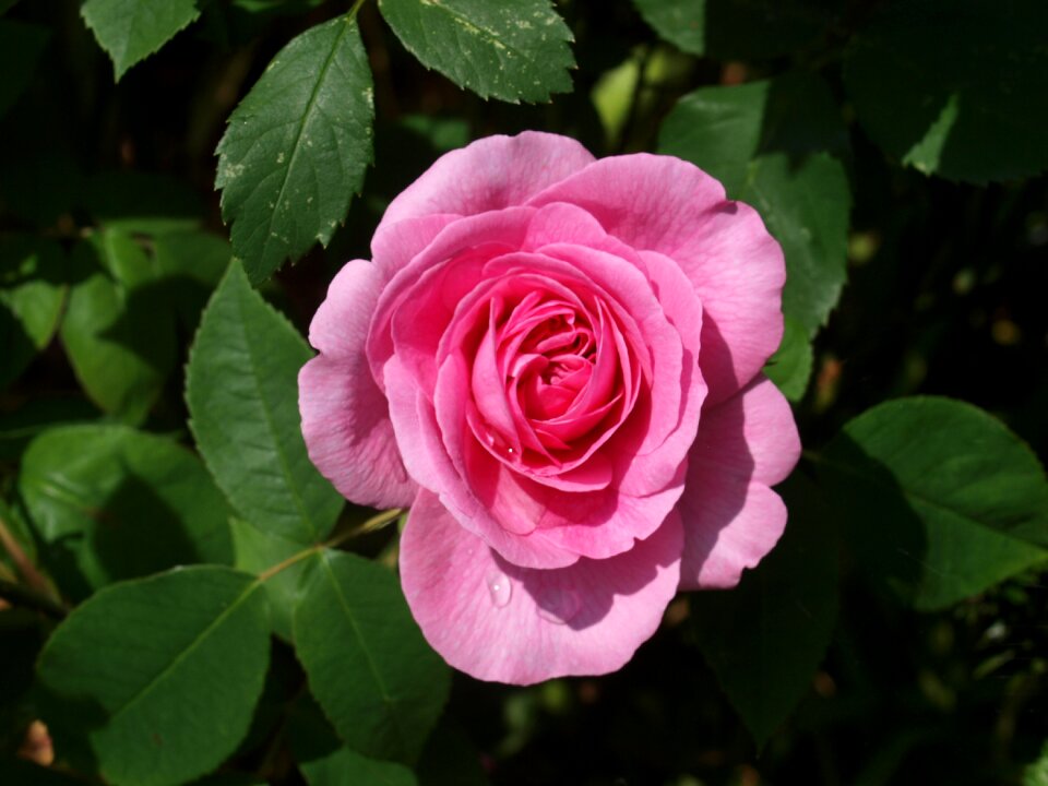 Flora nature floral