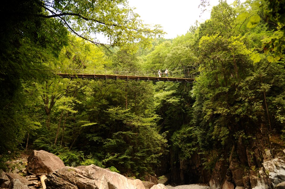 Suspension bridge green rock