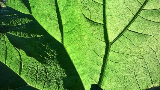 Shadow play backlighting leaf veins