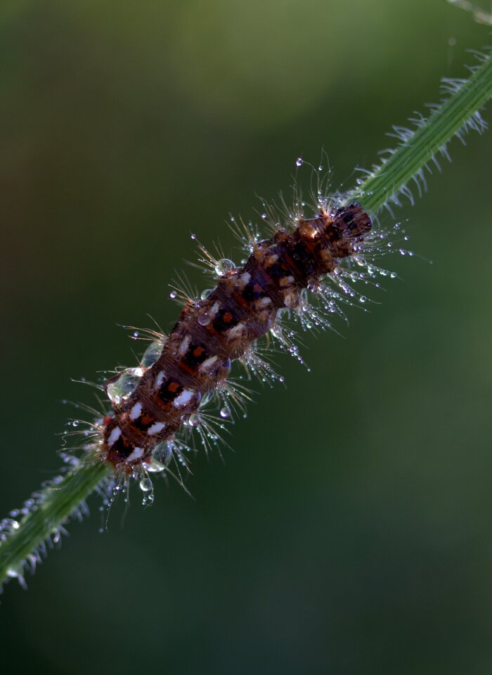 Drops brown plant