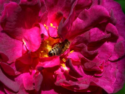 Color garden petal photo