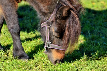 Brown small horse breed photo