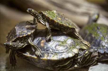 Nature zoo water turtle