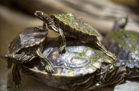 Nature zoo water turtle photo