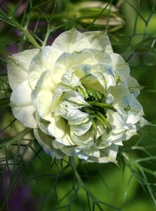 Garden leaf floral