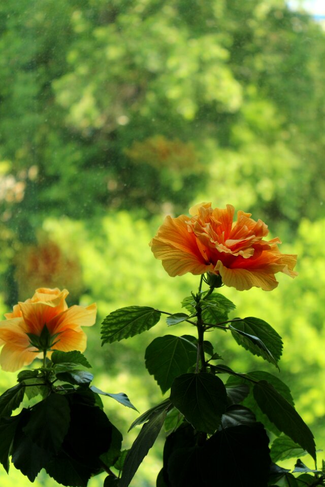 Flower nature vacation