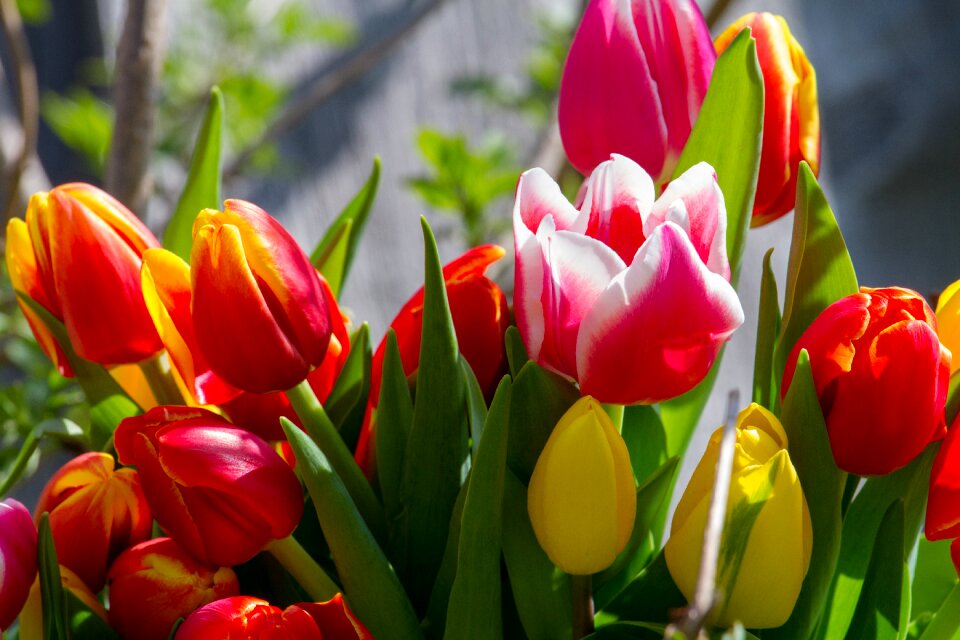 Tulip bouquet red yellow photo