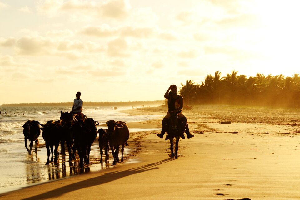 Animals beach nature
