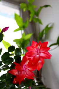 Pink flower flower room winter flower
