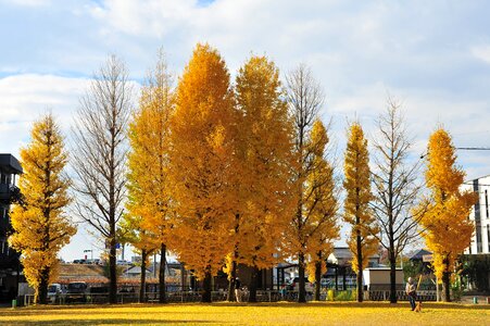 Autumn gingko tree park