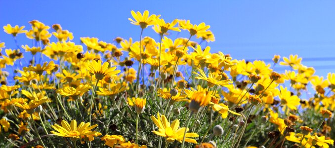 Yellow daisy flower