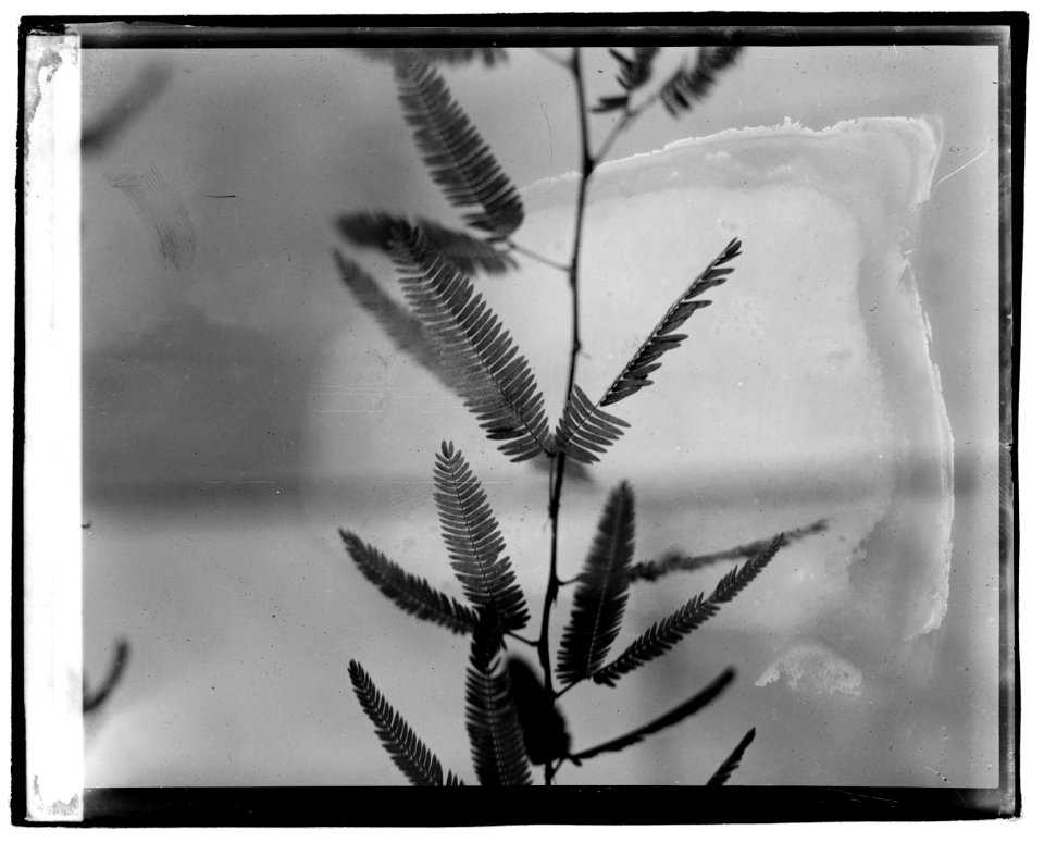 Sensitive plant, botanical garden LCCN2016829083