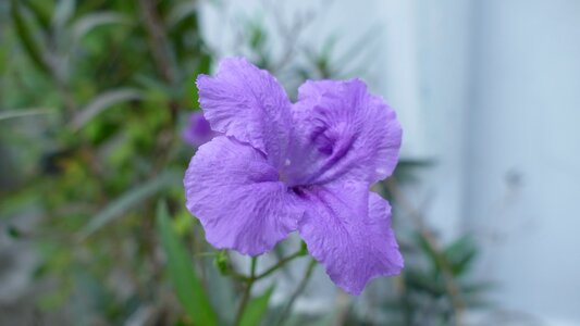 Color violet floral photo