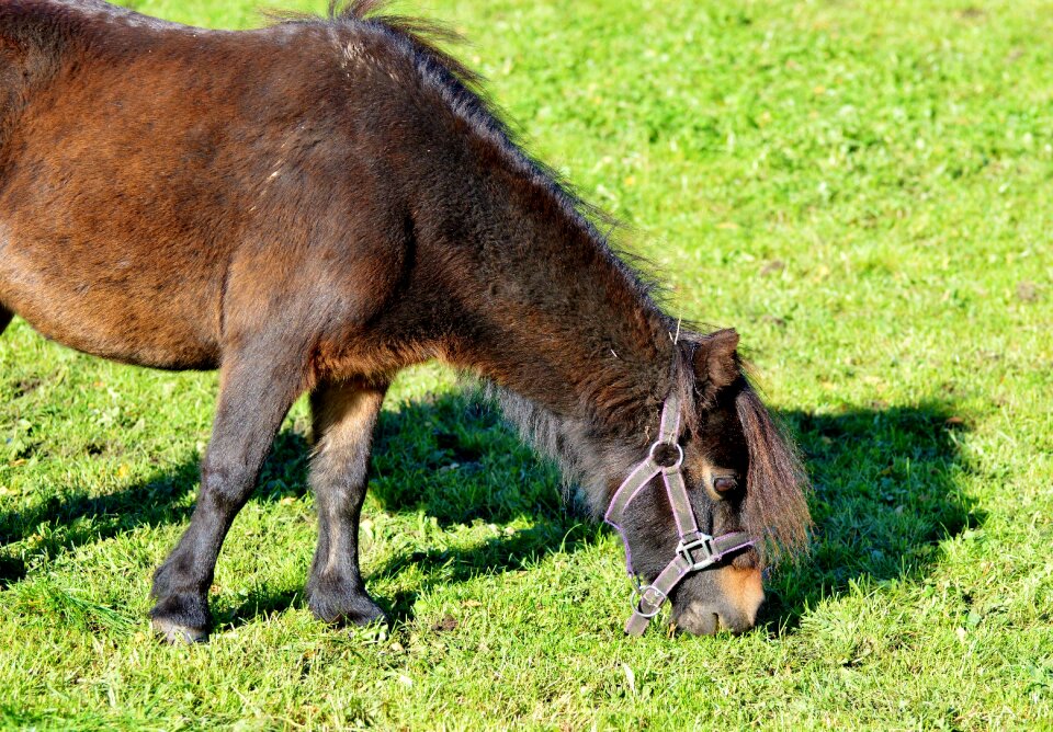 Brown small horse breed