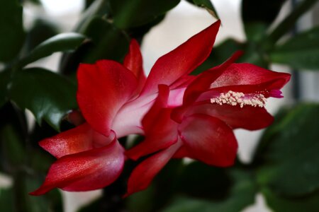 Pink flower flower room winter flower