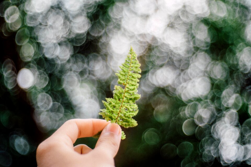 Fall summer nature