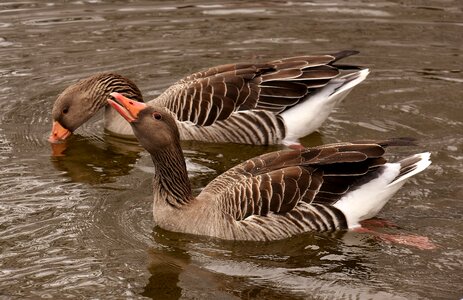 Lake grey geese bird