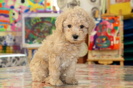 Brown hair dog pets