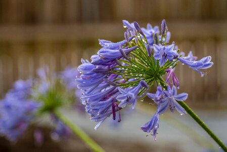 Wet water violet photo