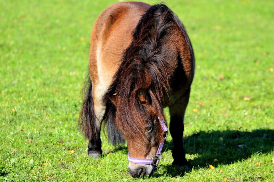 Brown small horse breed