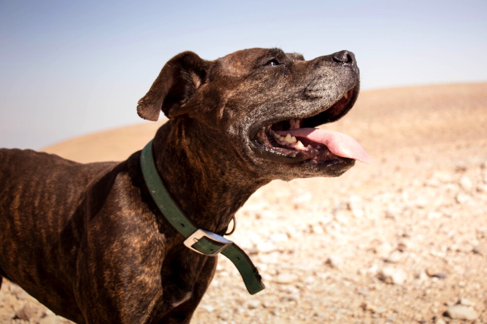 Smile happiness animal
