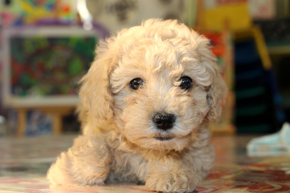 Dog teddy brown hair