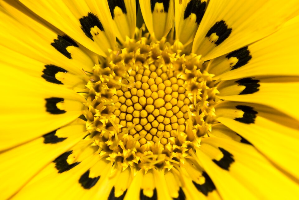 Yellow flowers floral bright