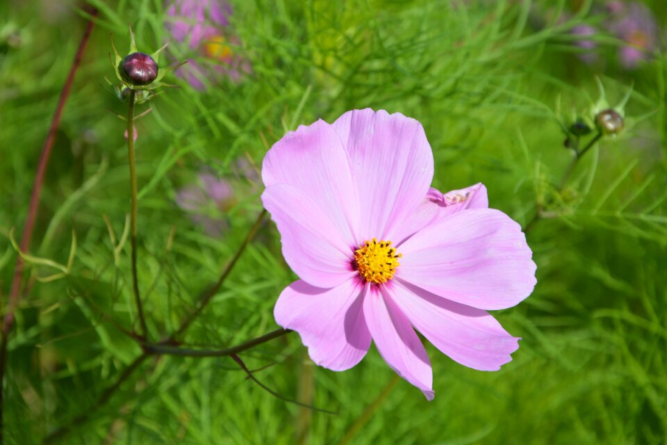 Green foliage plant color pink