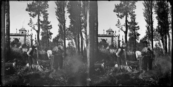 Serradors treballant al bosc a Sant Julià de Vilatorta (AFCEC BORDAS D 3113)