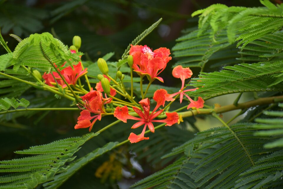 Flower shrub red flower