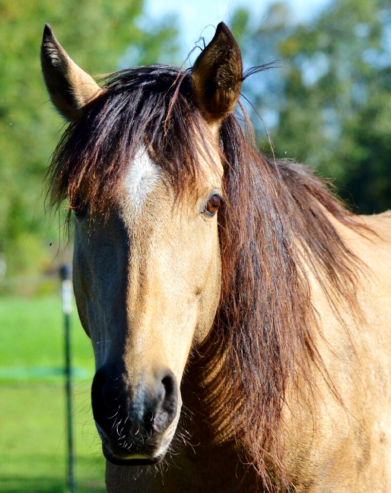Equestrian coupling animal