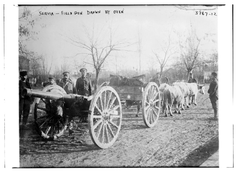 Servia (i.e., Serbia) - field gun drawn by oxen LCCN2014701218