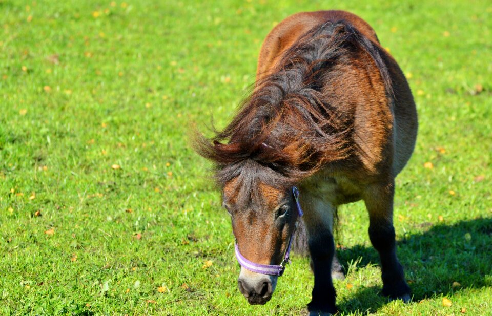 Brown small horse breed