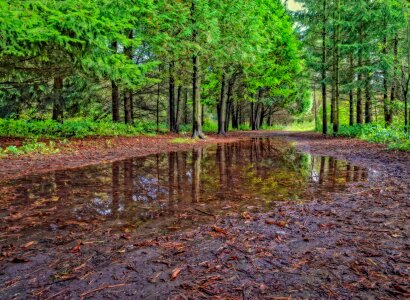 Forest green landscape