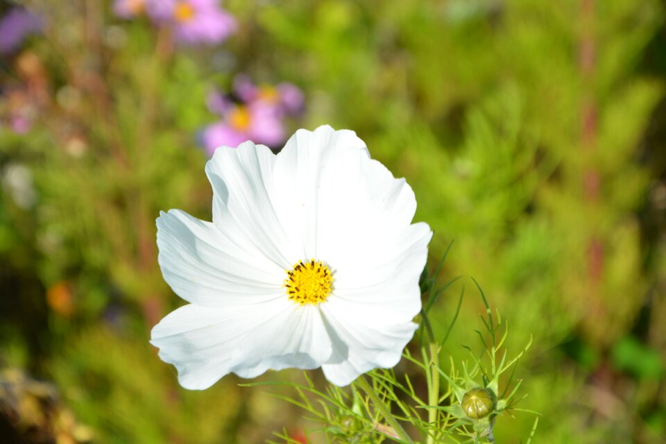 Garden fleuri flowering