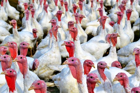 Poultry free range poultry farm