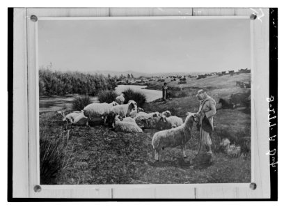 Set of thirteen select slides of shepherd life illustrating the Twenty-Third Psalm. 'He maketh me to lie down in green pastures' LOC matpc.12325