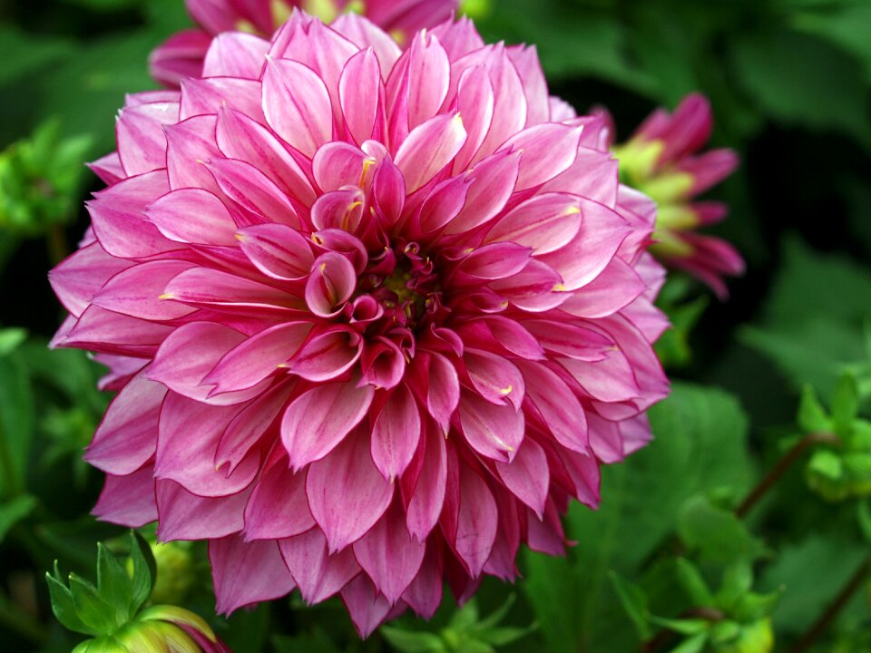 Garden summer dahlia