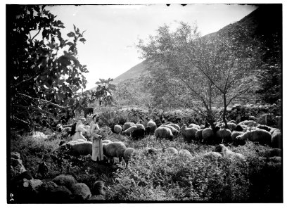 Set of thirteen select slides of shepherd life, illustrating the Twenty Third Psalm. 'He maketh me to lie down in green pastures'. LOC matpc.05670
