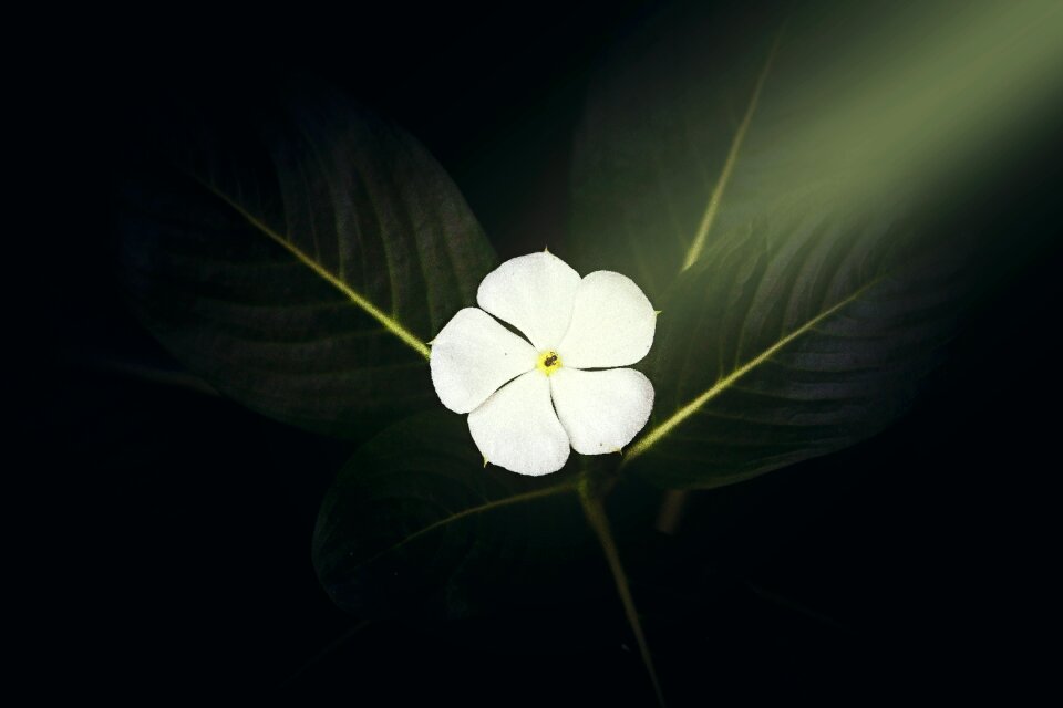 Flower light ray white flower