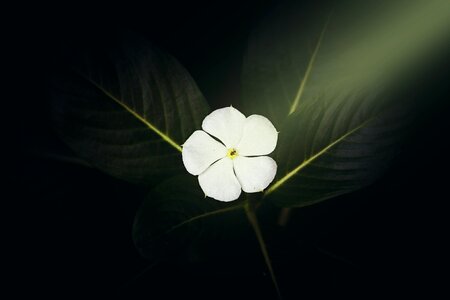 Flower light ray white flower