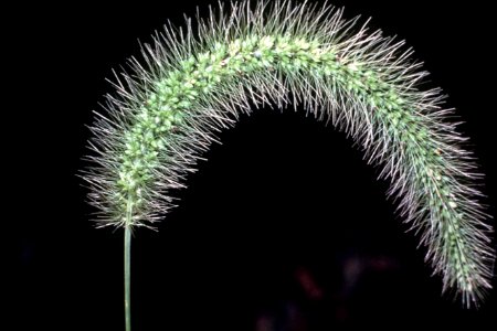 Setaria faberi NRCS-001-3x2