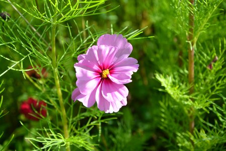 Garden fleuri flowering